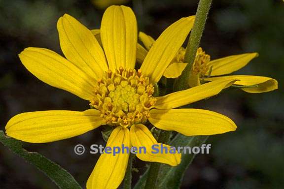 helianthella californica var nevadensis 3 graphic